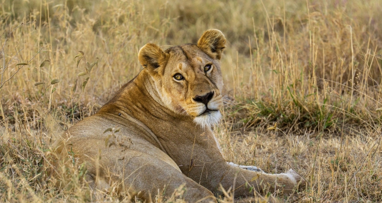 Luxury Gorilla Safari