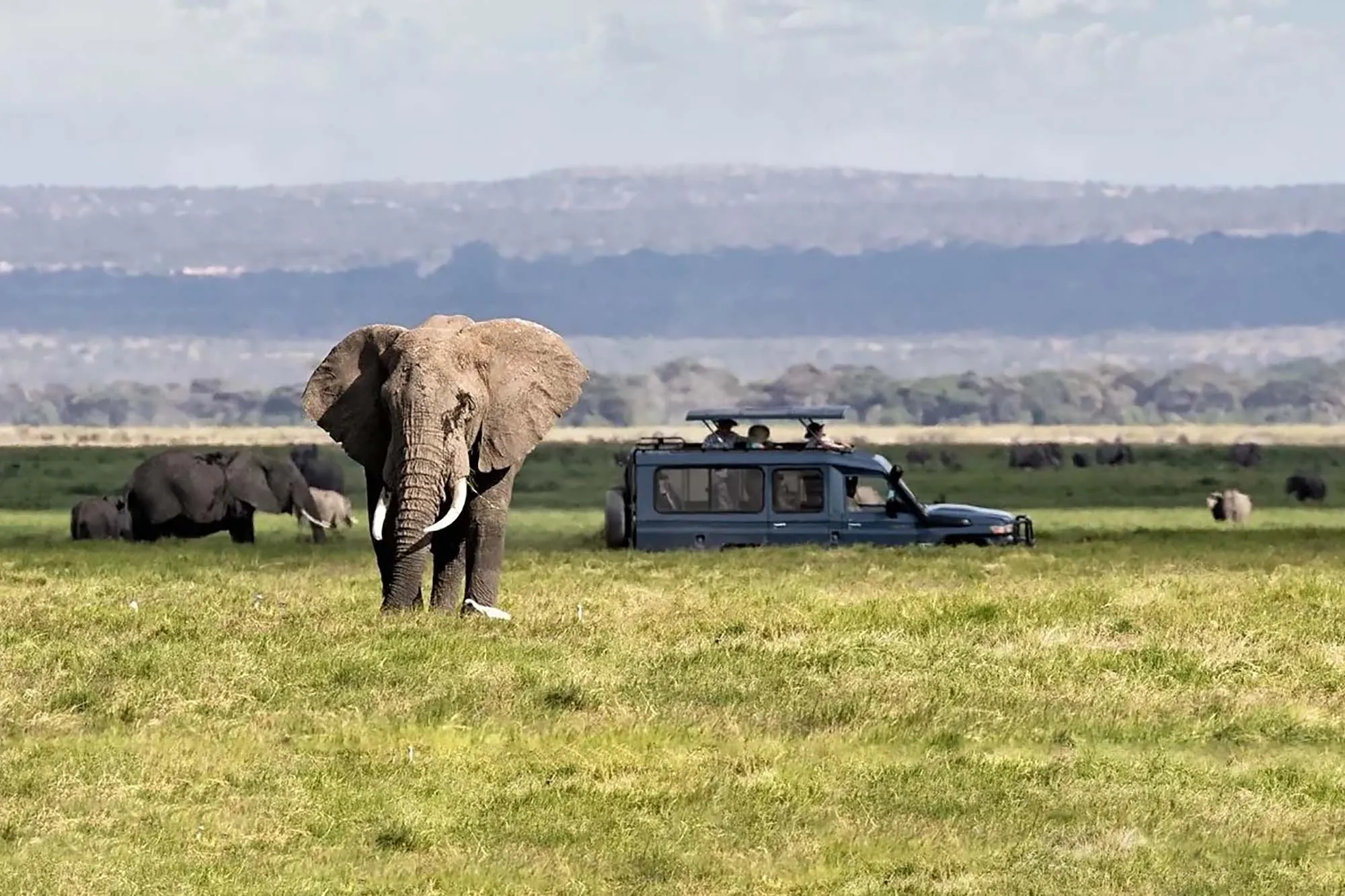 Luxury Wildlife Safari
