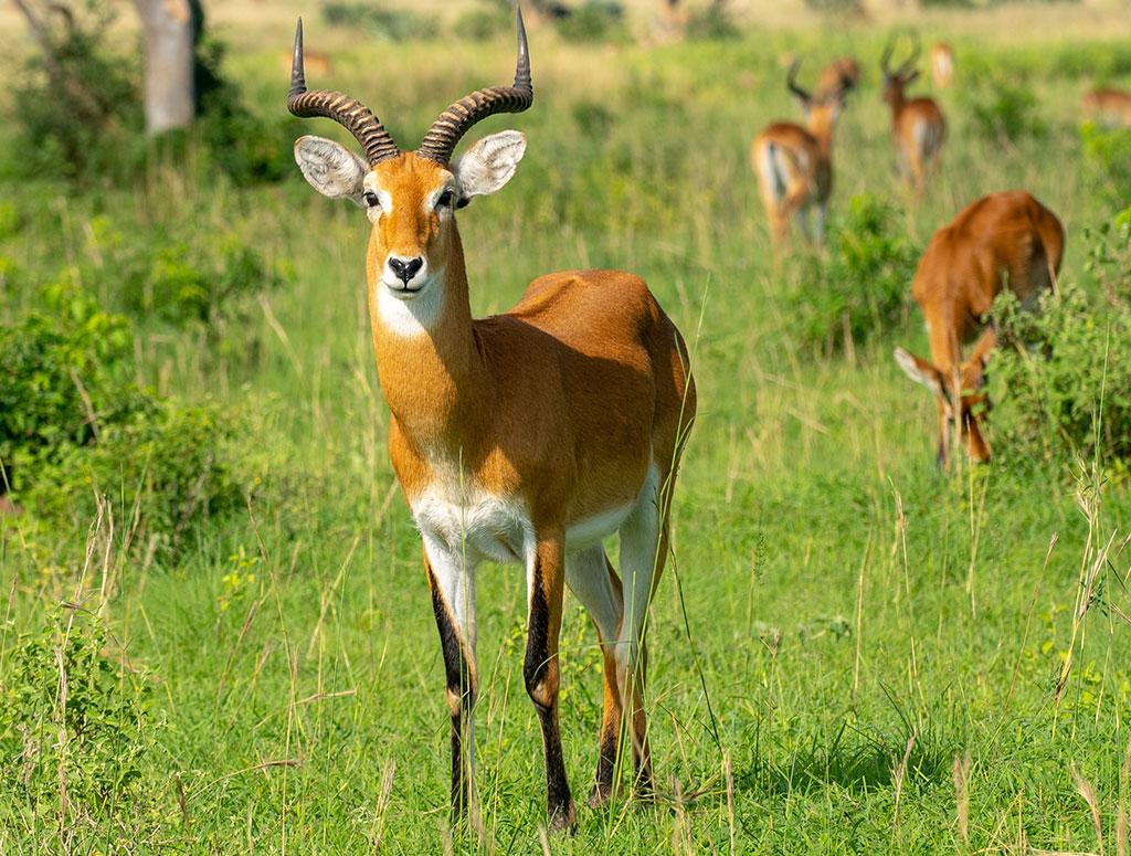 Uganda Safaris